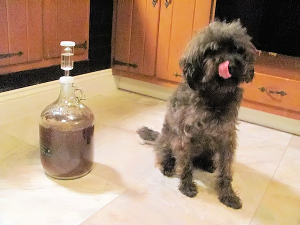 Schnoodle dog homebrew mascot