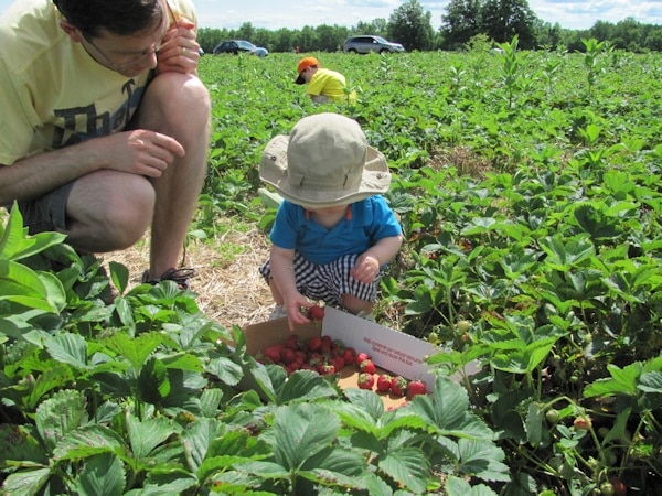 Baby picking strawberries