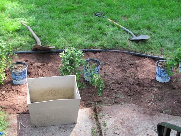 Planting a blueberry hedge